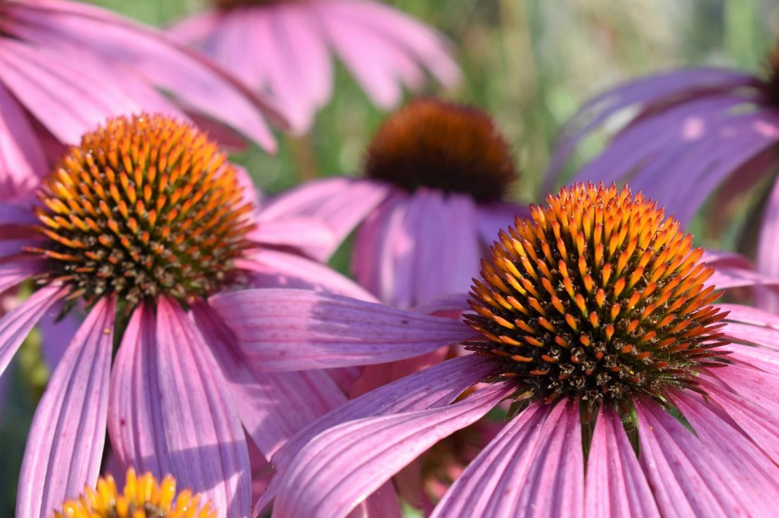 Echinacea Herb For Natural Immune Boost Freshly Pressed Life